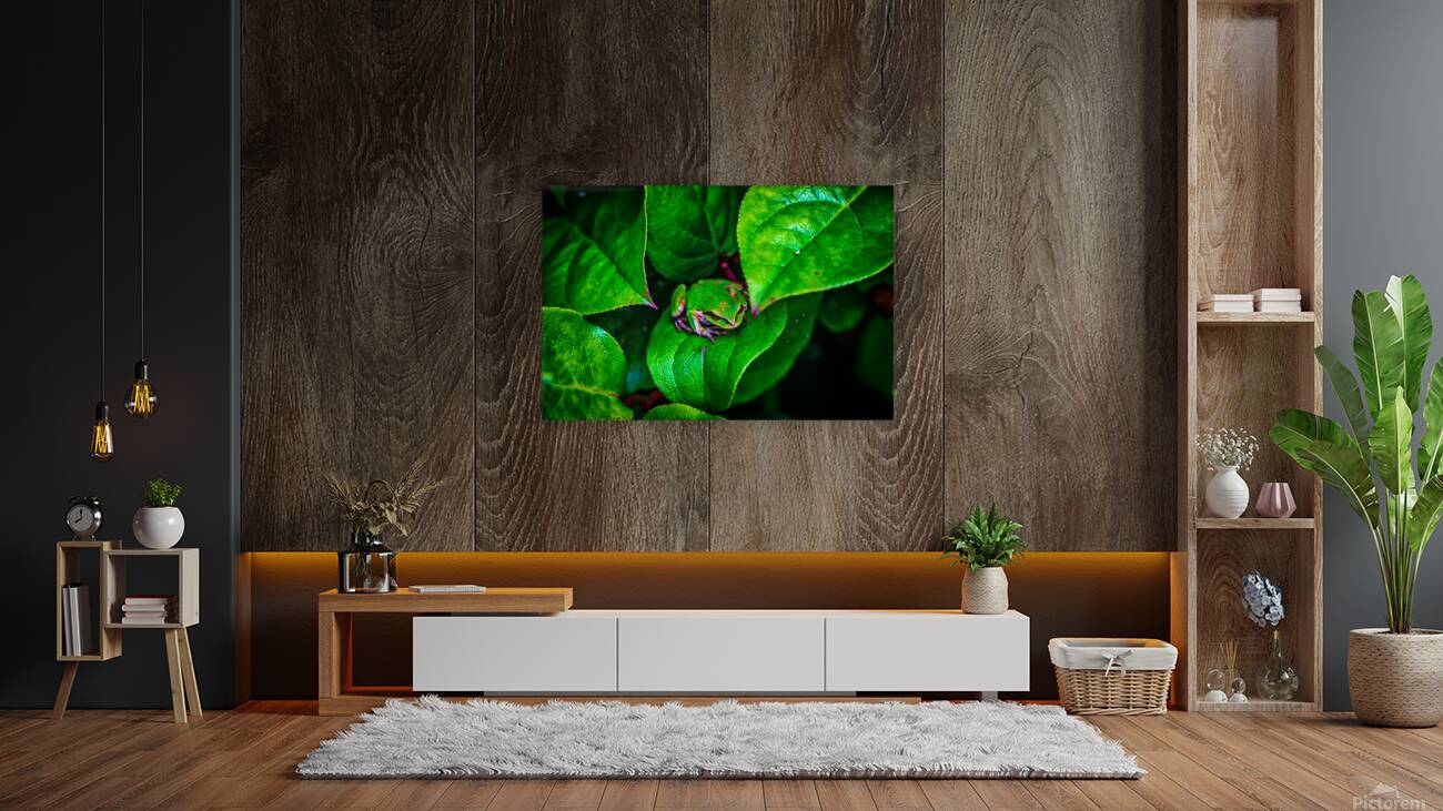 Pacific Tree Frog Reproduction