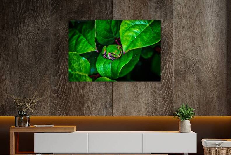 Pacific Tree Frog Reproduction