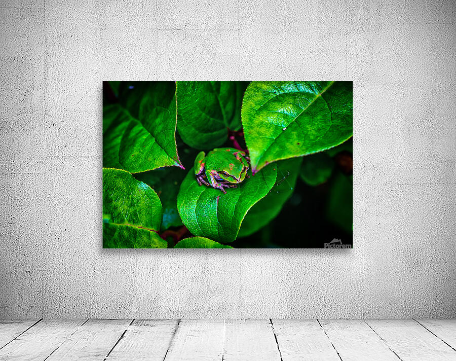Pacific Tree Frog Wall Preview
