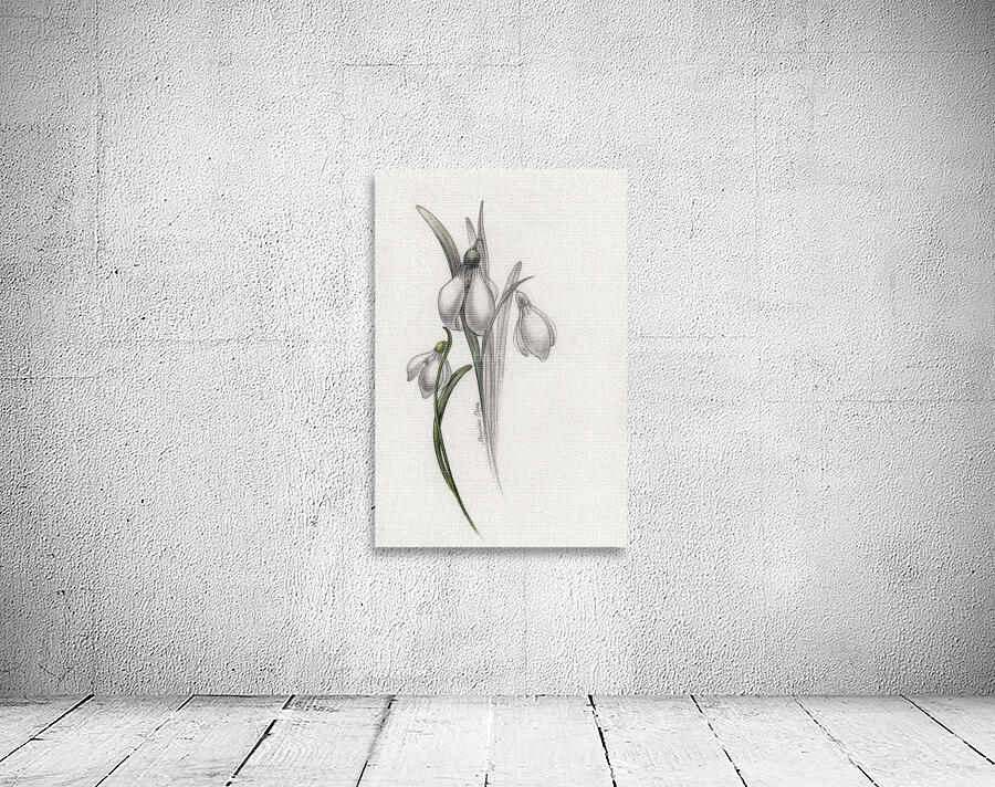 Snowdrop 002 Wall Preview