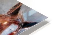 three horses HD Metal print