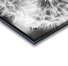 DANDELION Acrylic print