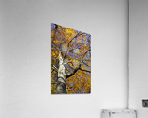 beech tree in autumn Acrylic Print