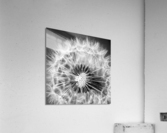 Common dandelion Acrylic Print