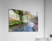 Otzarreta beechwood 04 Acrylic Print