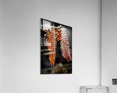 Fern in autumn 01 Acrylic Print