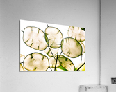 Honesty seeds Acrylic Print