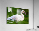 Lesser Flamingo Acrylic Print
