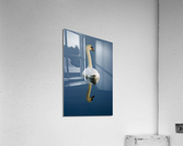 Mute swan Acrylic Print