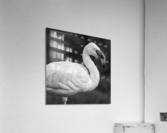 LESSER FLAMINGO Acrylic Print