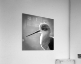 STILT Acrylic Print
