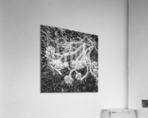 DEAD FLOWER Acrylic Print