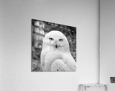 SNOWY OWL Acrylic Print