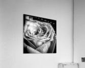 ROSE Acrylic Print