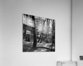 BEECHWOOD Acrylic Print