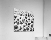 SUNFLOWERS III Acrylic Print