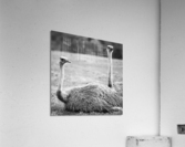 OSTRICH Acrylic Print
