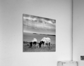HORSES Acrylic Print