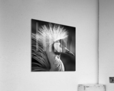 GREY CROWNED CRANE Acrylic Print