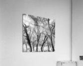 OAK GROVE Acrylic Print