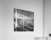 POPLAR GROVE Acrylic Print