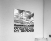 SUNFLOWERS Acrylic Print