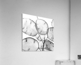 LUNARIA Acrylic Print