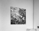BUTTERFLIES Acrylic Print