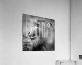 BABOON Acrylic Print