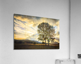 Tree and sky with clouds.  Acrylic Print