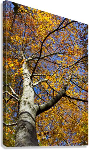 beech tree in autumn Canvas Print