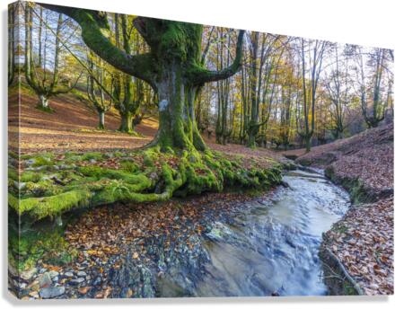 Otzarreta beechwood 04 Canvas Print