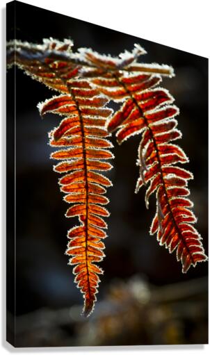 Fern in autumn 01 Canvas Print