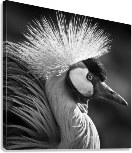 GREY CROWNED CRANE Canvas Print