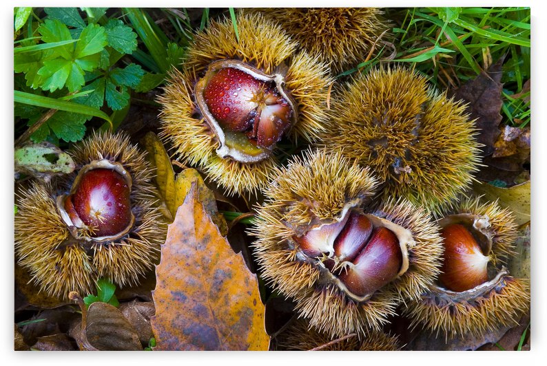 Chestnuts in autumn I by Mikel Bilbao Photography