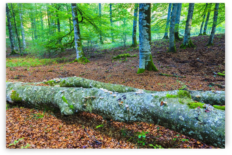 Beechwood in Urbasa Andia Natural Park by Mikel Bilbao Photography