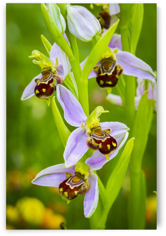 Bee orchid flowers 01 by Mikel Bilbao Photography