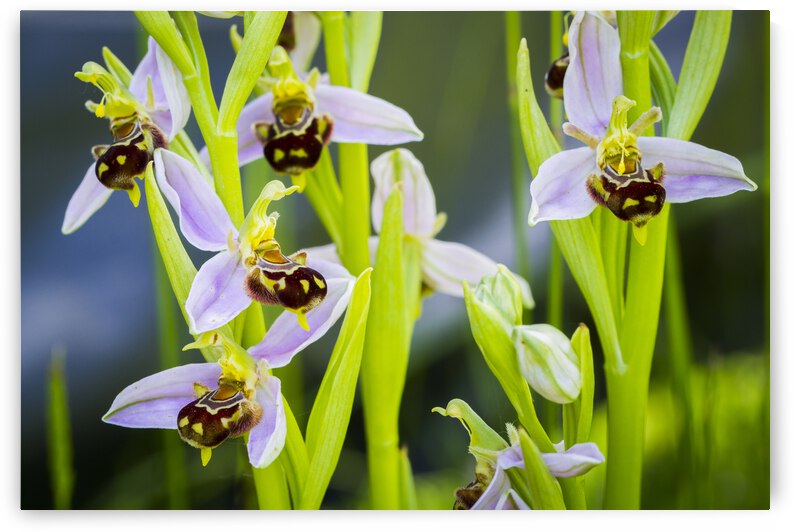 Bee orchid flowers 02 by Mikel Bilbao Photography