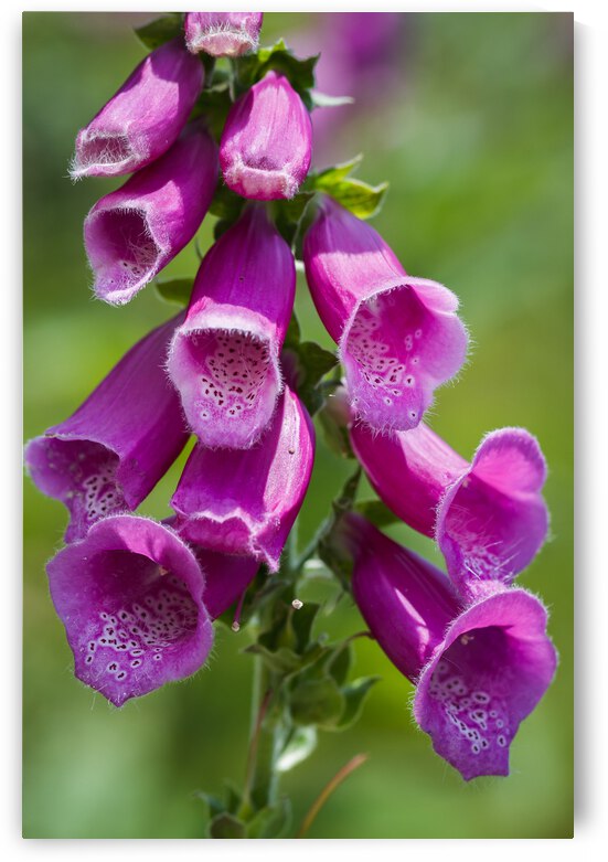 common foxglove flowers 02 by Mikel Bilbao Photography