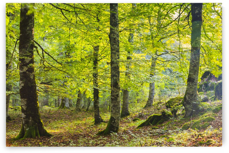 Beechwood. Navarre 01. by Mikel Bilbao Photography