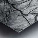 OAK GROVE Metal print
