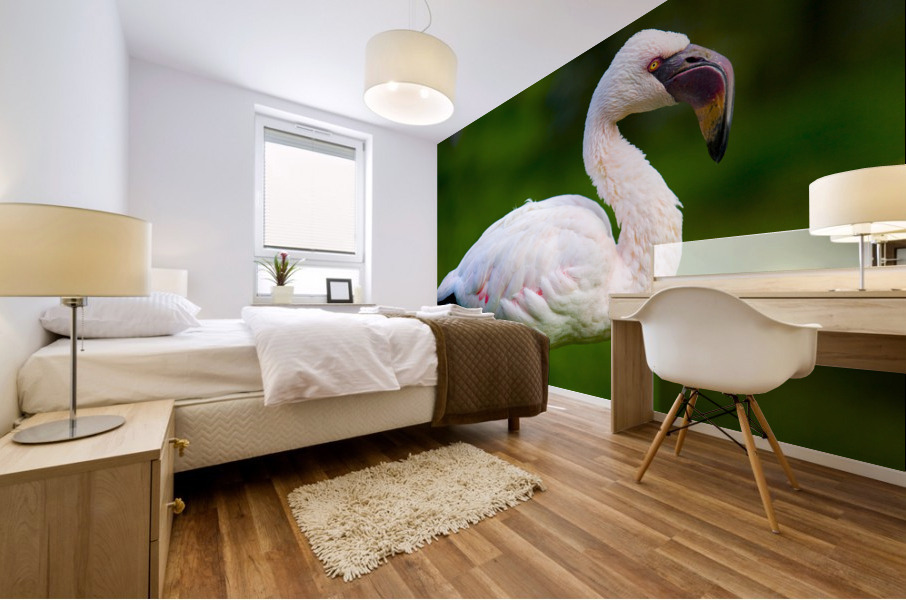 Lesser Flamingo Mural print