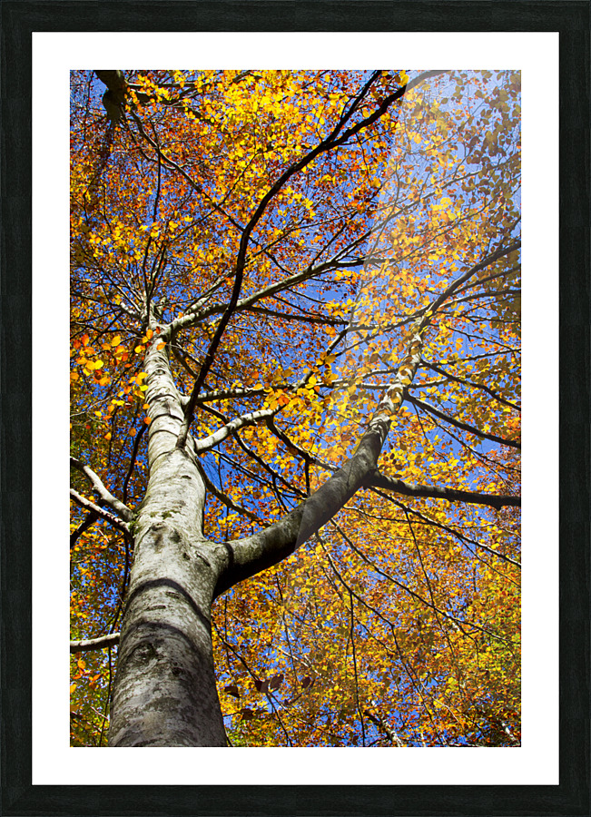 beech tree in autumn Picture Frame print