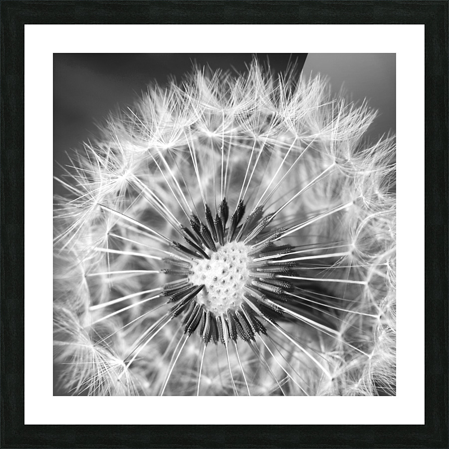 Common dandelion Picture Frame print