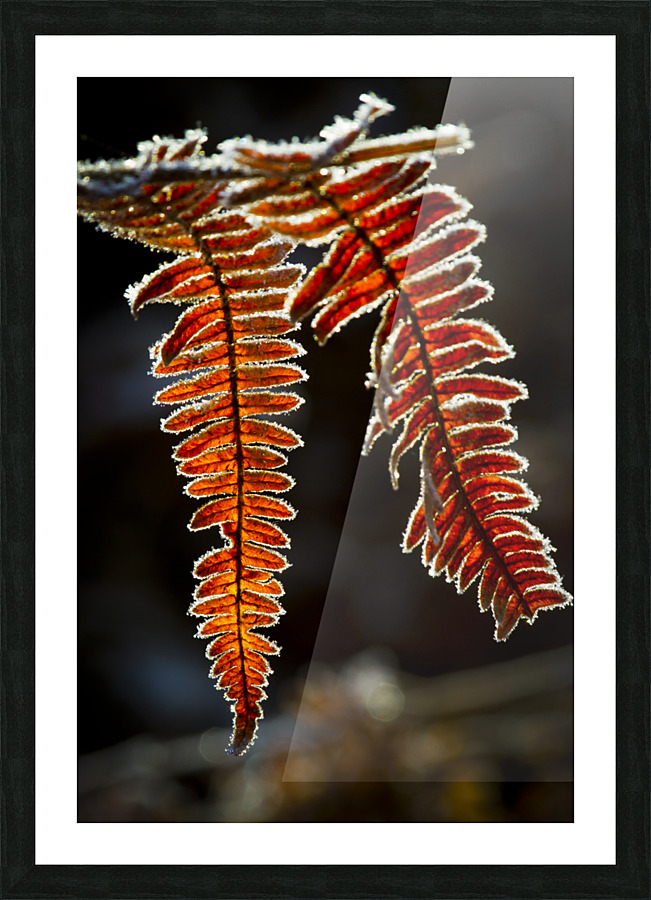 Fern in autumn 01 Picture Frame print