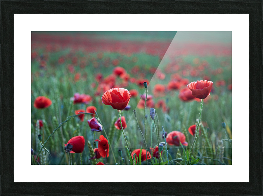  Fine Art print