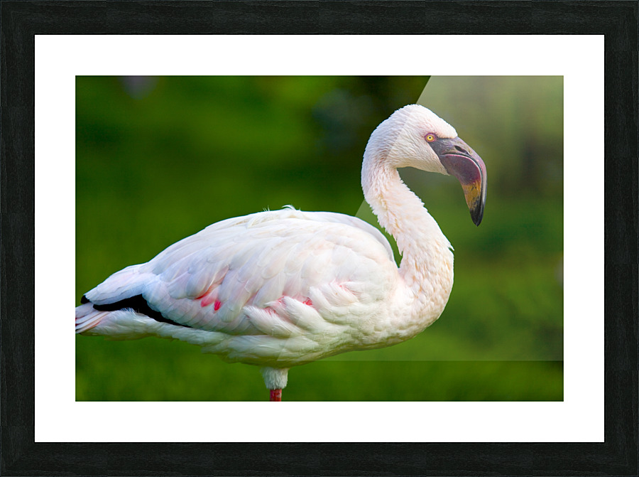 Lesser Flamingo Picture Frame print