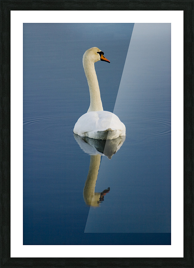 Mute swan Picture Frame print