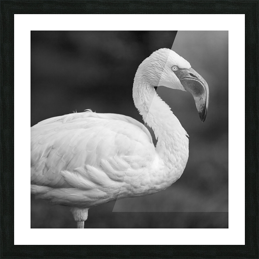 LESSER FLAMINGO Picture Frame print