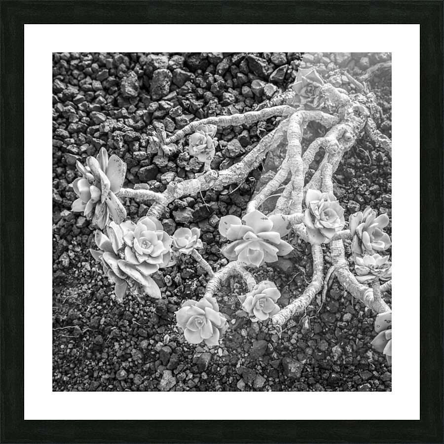 DEAD FLOWER Picture Frame print